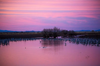 GLO2601
