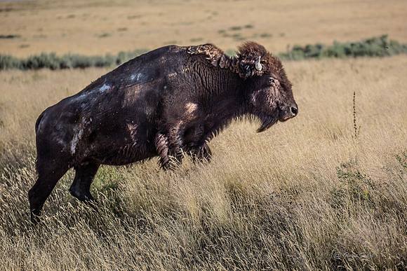 Antelope Island, Salt Lake, Utah 2636