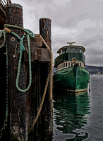 Shellelagh, Morro Bay, CA  GLO3772