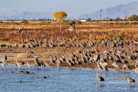 Sandhill Crane at Whitewater Draw 5235-5235
