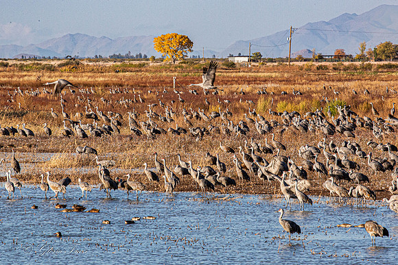 Sandhill Crane at Whitewater Draw 5235-5235