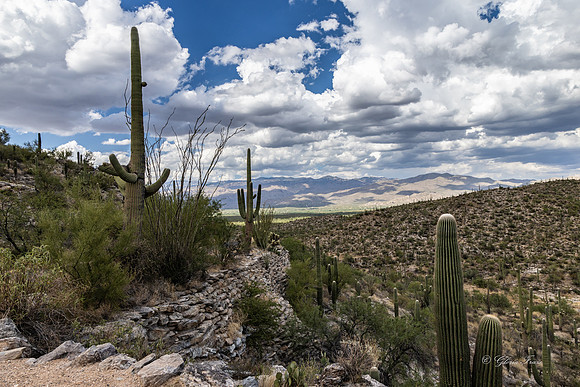 Saguaro Ntl Park, Tucson, AZ-0440