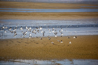 Antelope Island, Salt Lake, Utah 2561