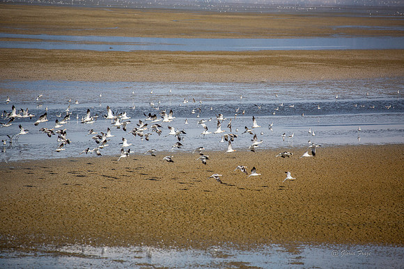 Antelope Island, Salt Lake, Utah 2561