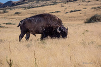 Antelope Island, Salt Lake, Utah 2623