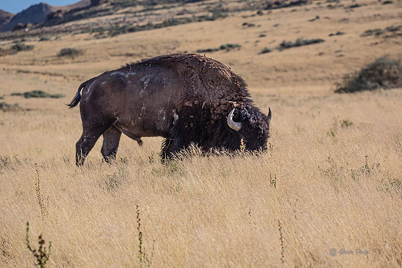 Antelope Island, Salt Lake, Utah 2623