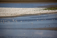 Antelope Island, Salt Lake, Utah 2560