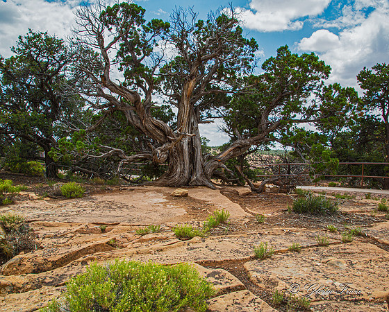 Canyon de Chelly GLO1268-4