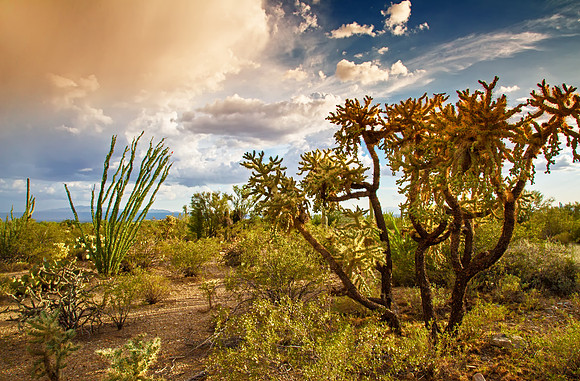 Desert Sunset GLO4112