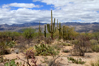 Saguaro National Park
