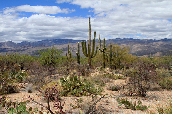 Saguaro National Park