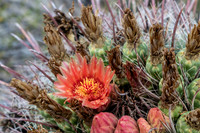 Saguaro Ntl Park, Tucson, AZ-0407