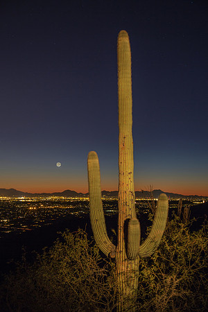 Saguaro over Tucson