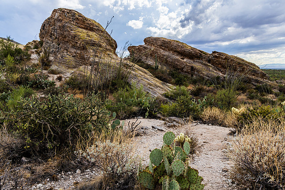 Saguaro Ntl Park, Tucson, AZ-0449