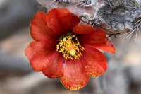 Flower on Cholla Cactus, Saguaro National Park, Tucson AZ, 024b (2)