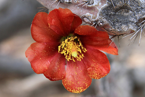 Flower on Cholla Cactus, Saguaro National Park, Tucson AZ, 024b (2)