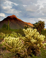 Teddy Bear Cholla  GLO4128