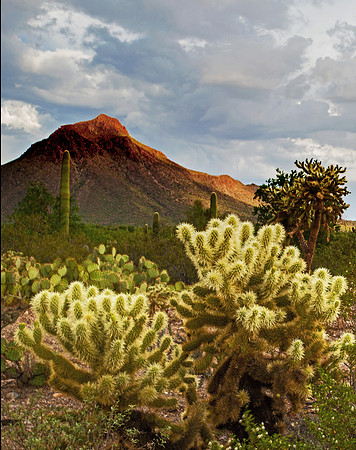 Teddy Bear Cholla  GLO4128