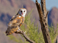 Barn Owl GLO4507