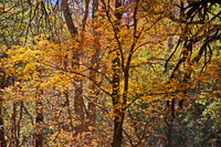 Ramsey Canyon in Fall