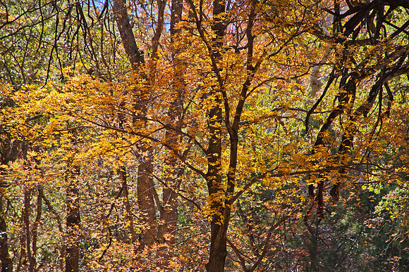 Ramsey Canyon in Fall