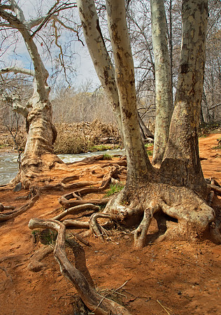 Red Rock Crossing #1
