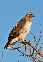 Red Tailed Hawk #3