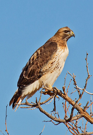 Red Tailed Hawk #3