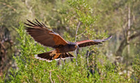 In Flight GLO4580a