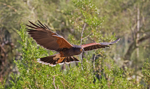 In Flight GLO4580a