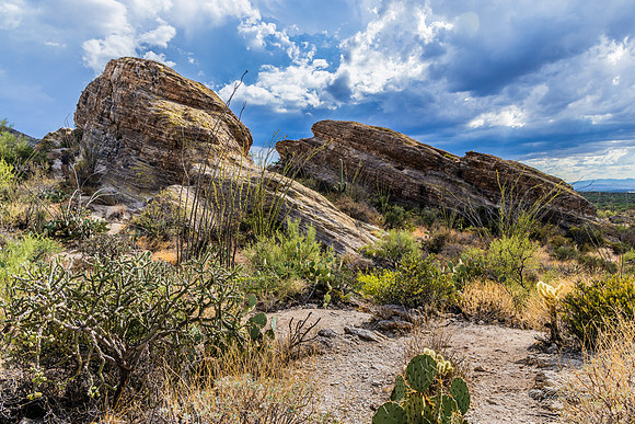 Saguaro Ntl Park, Tucson, AZ-0456