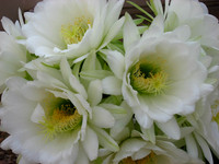 Trichocereus Blooms