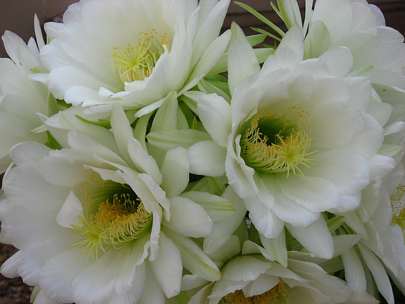 Trichocereus Blooms
