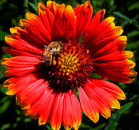 Firewheel, Indian Blanket