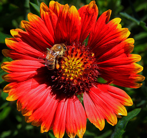 Firewheel, Indian Blanket