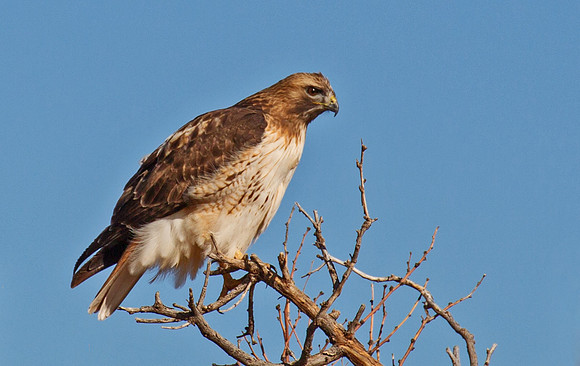 Red Tailed Hawk #1