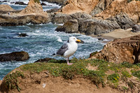 Seagull at Bodega Head