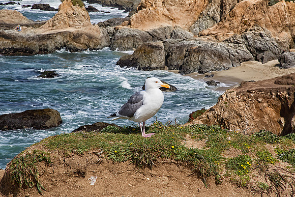 Seagull at Bodega Head
