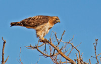 Red Tailed Hawk #2
