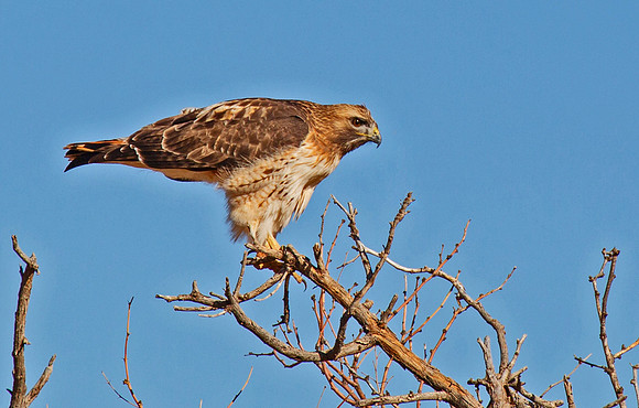 Red Tailed Hawk #2
