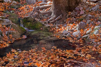 Ramsey Canyon Stream
