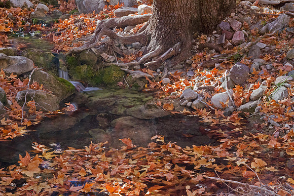 Ramsey Canyon Stream