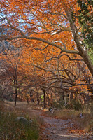 Ramsey Canyon in Fall