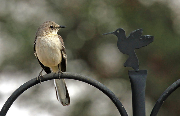 Northern Mockingbird