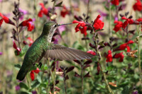 Anna's Hummingbird #1
