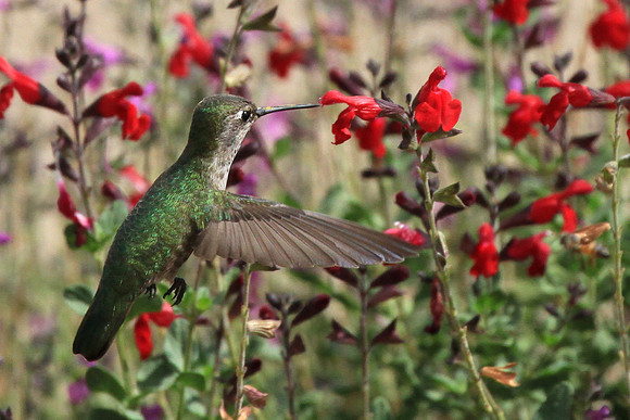 Anna's Hummingbird #1