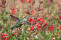 Anna's Hummingbird #3
