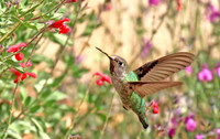 Anna's Hummingbird #2
