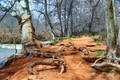 Oak Creek Canyon (near Sedona, AZ)