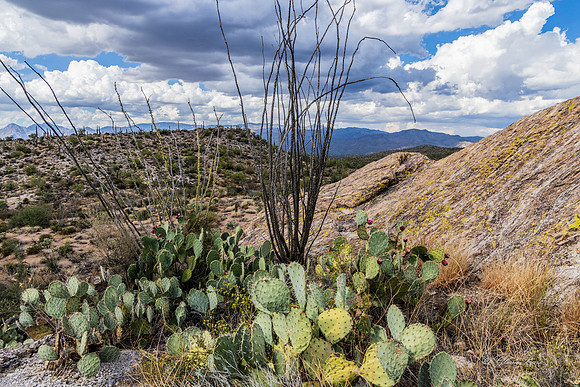 Saguaro Ntl Park, Tucson, AZ-0452